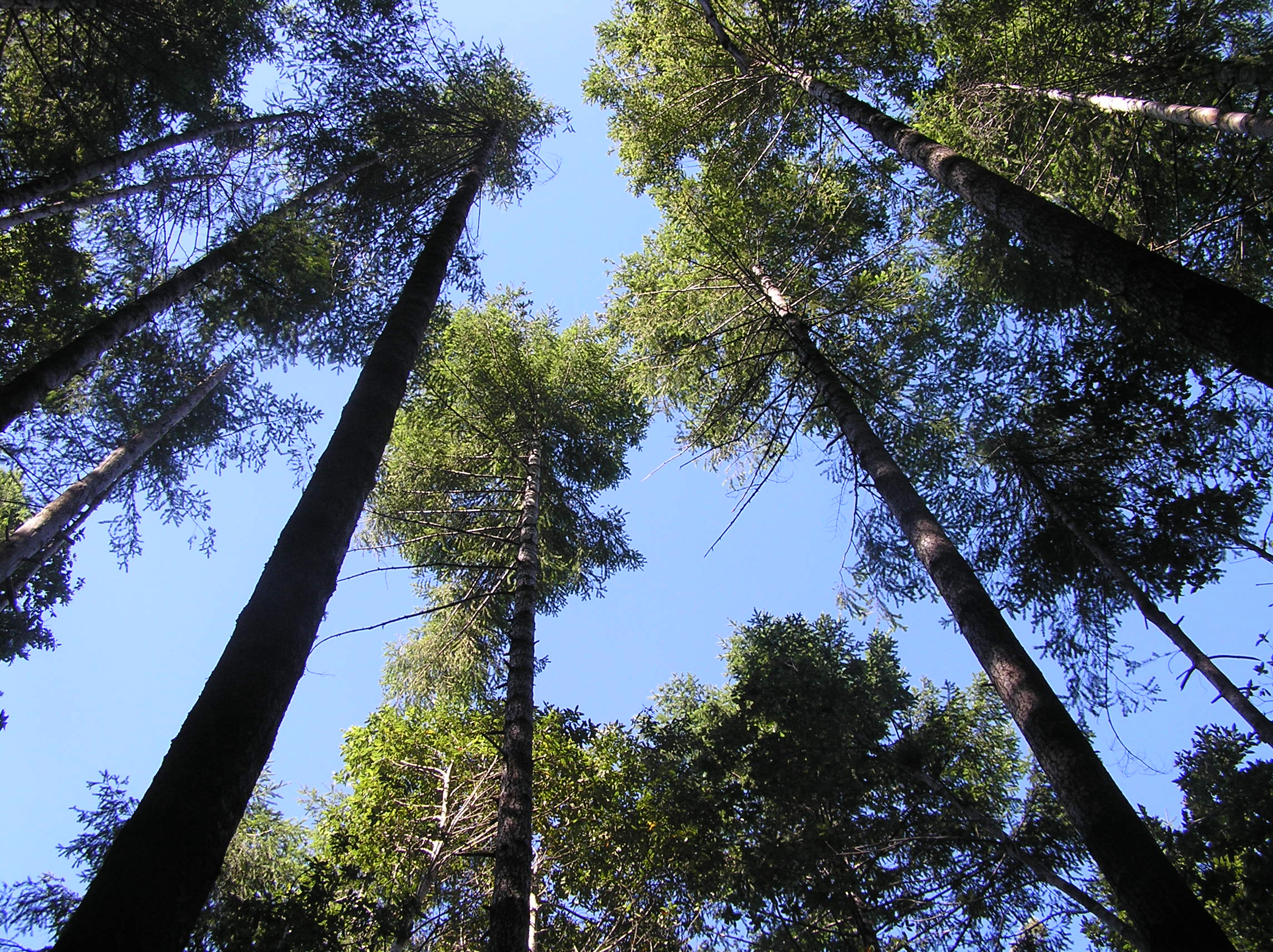 View into the canopy of open spaced trees.