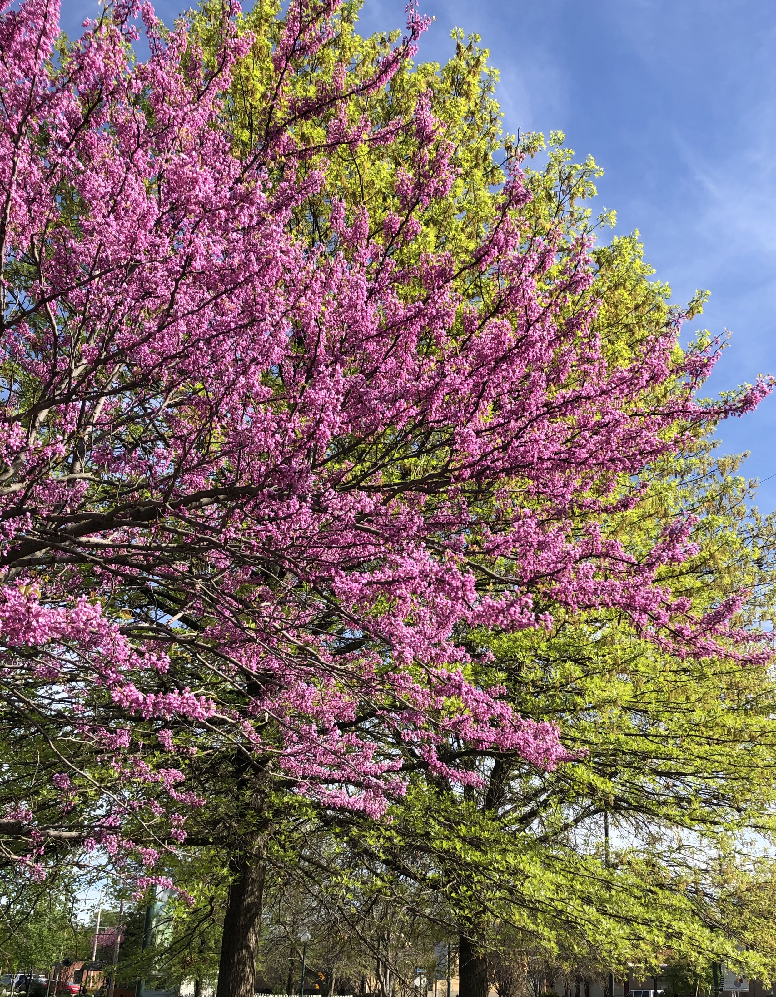 Two trees fill the image with bright pink in foreground and bright green in the background.