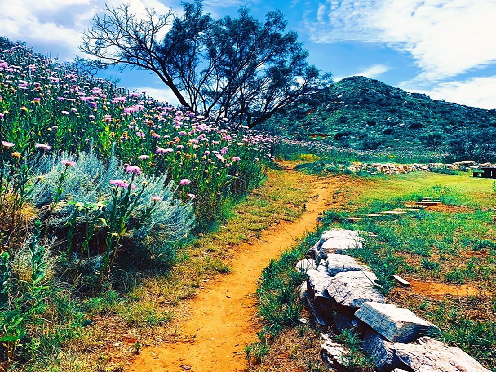 This trail is surrounded by pink wildflowers and mesquite trees.  The trail is covered in red dirt.