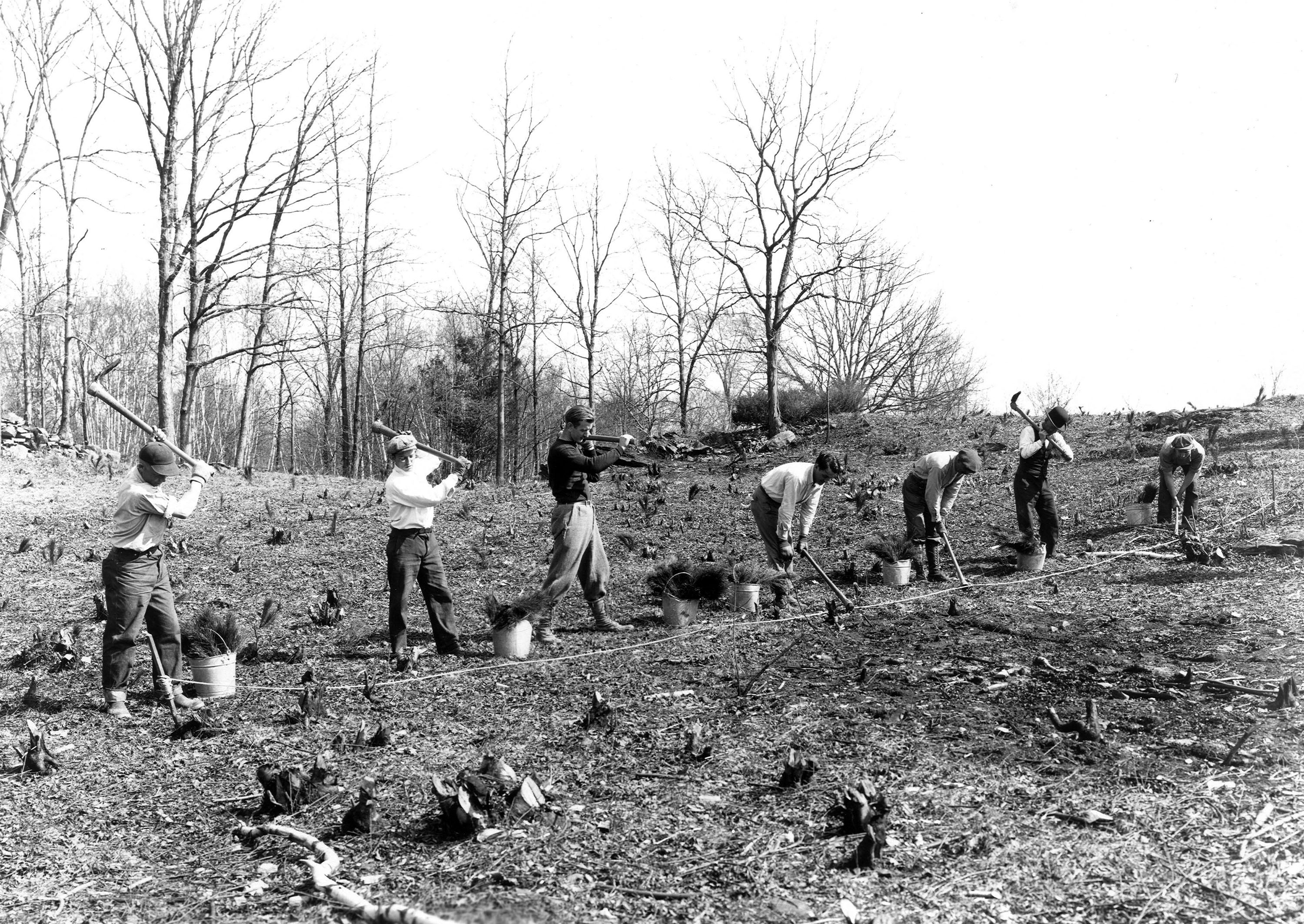 Workers planting trees on FDR's land.