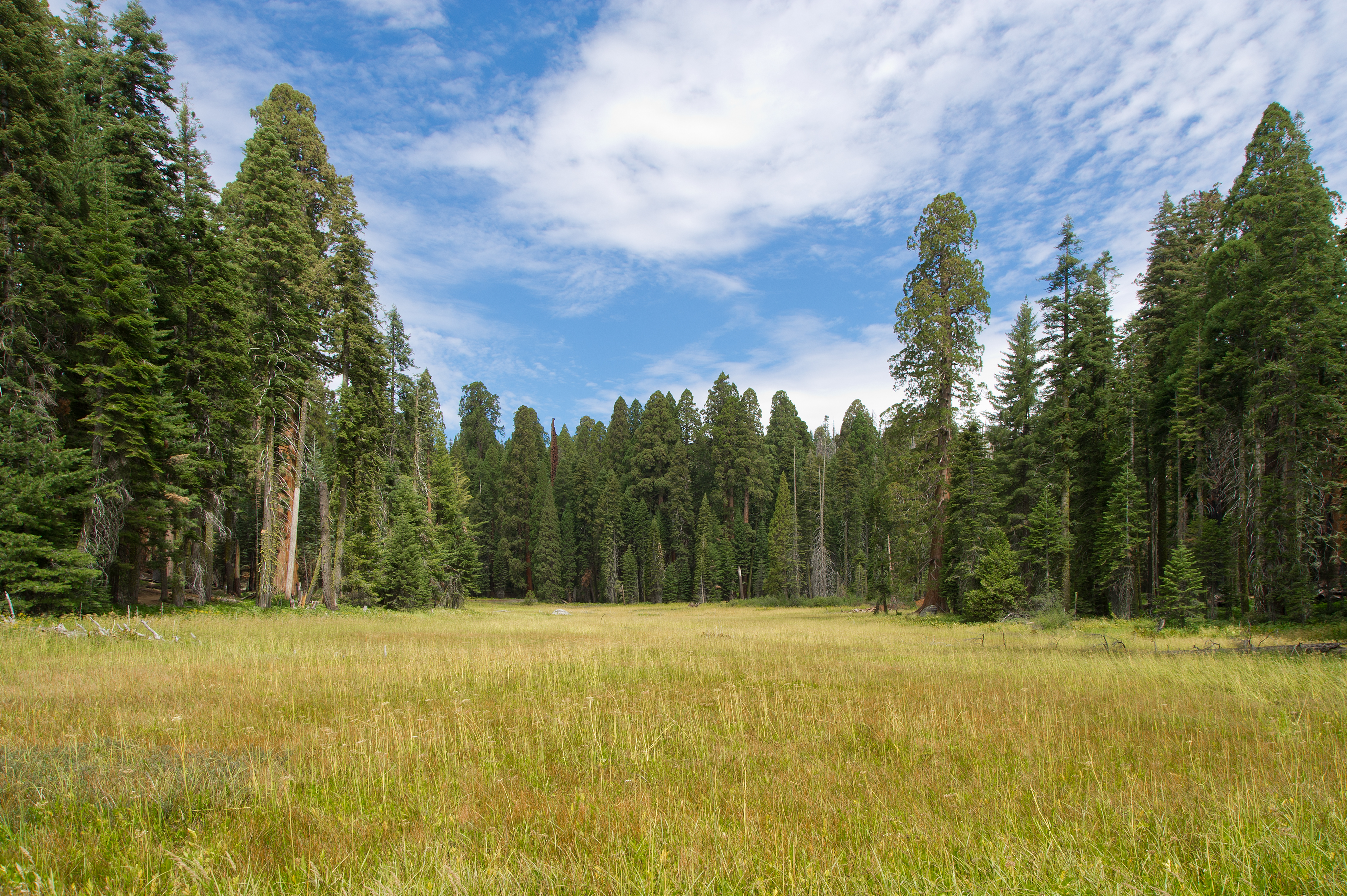 A wide, yellow-green meadow surrounded by tall sequoias and pines