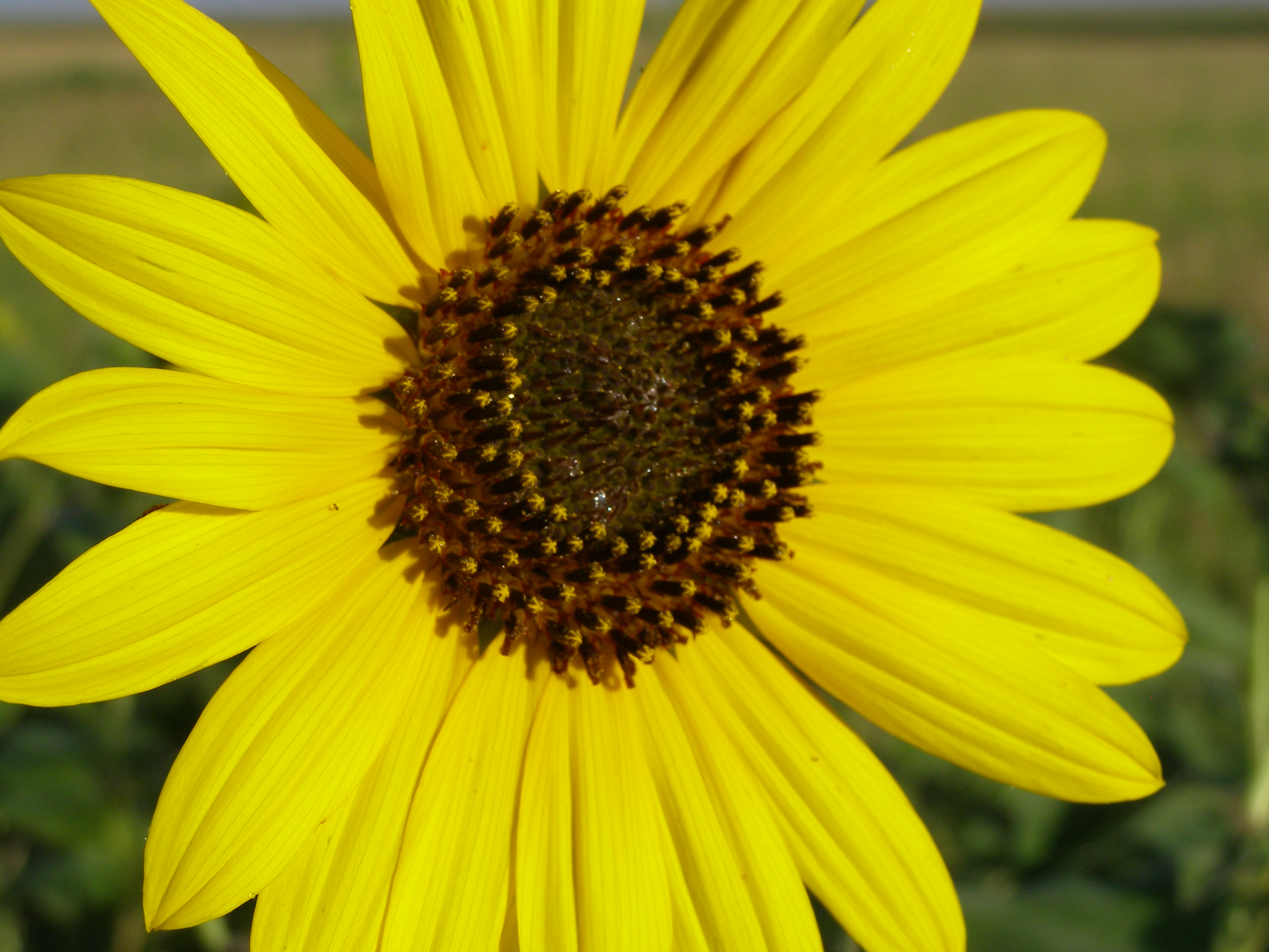 Close up view of a sunflower.