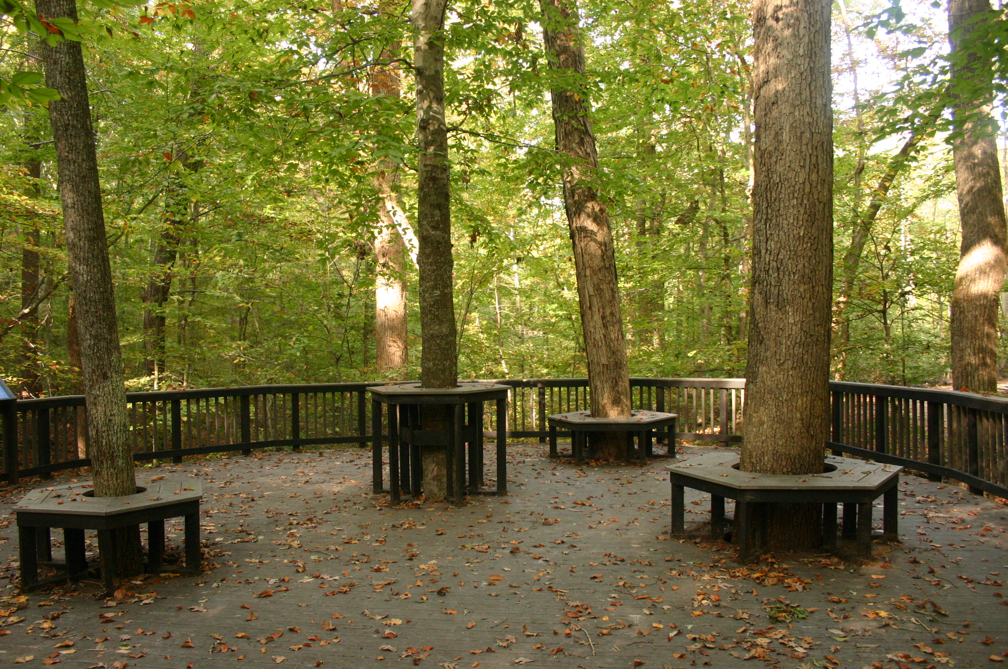 Brown wooden deck with 4 benches wrapped around trees in a green forest