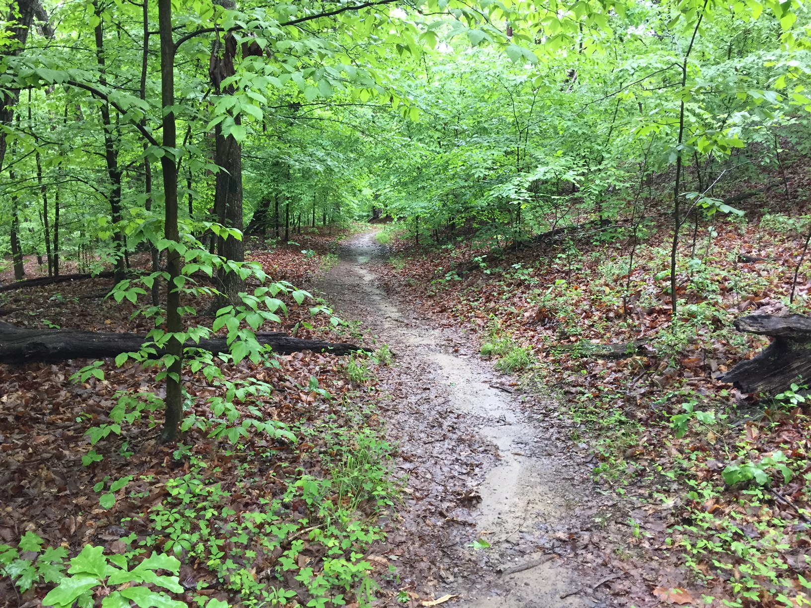 Narrow dirt path winds through a green forest