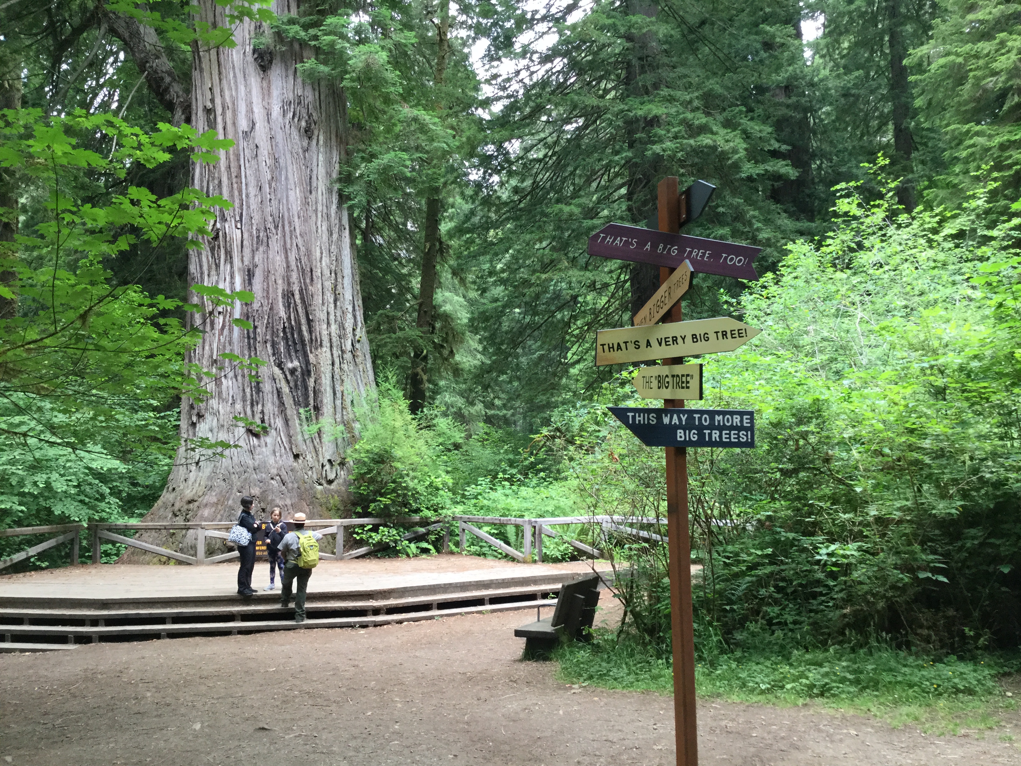Visitors stand next to a redwood tree. Signs point out other big trees.