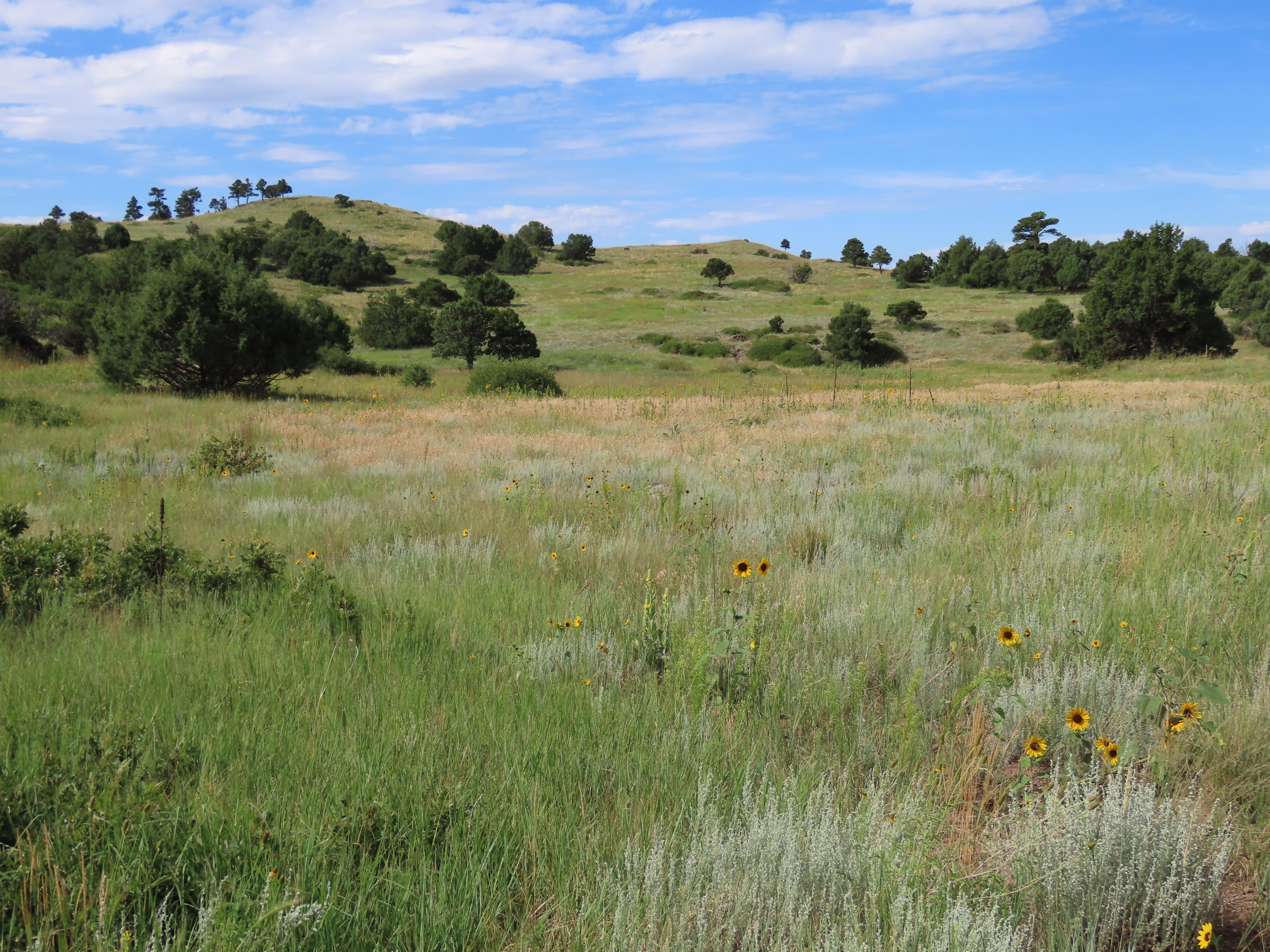 Grassy Meadow dotted with sunflowers and trees