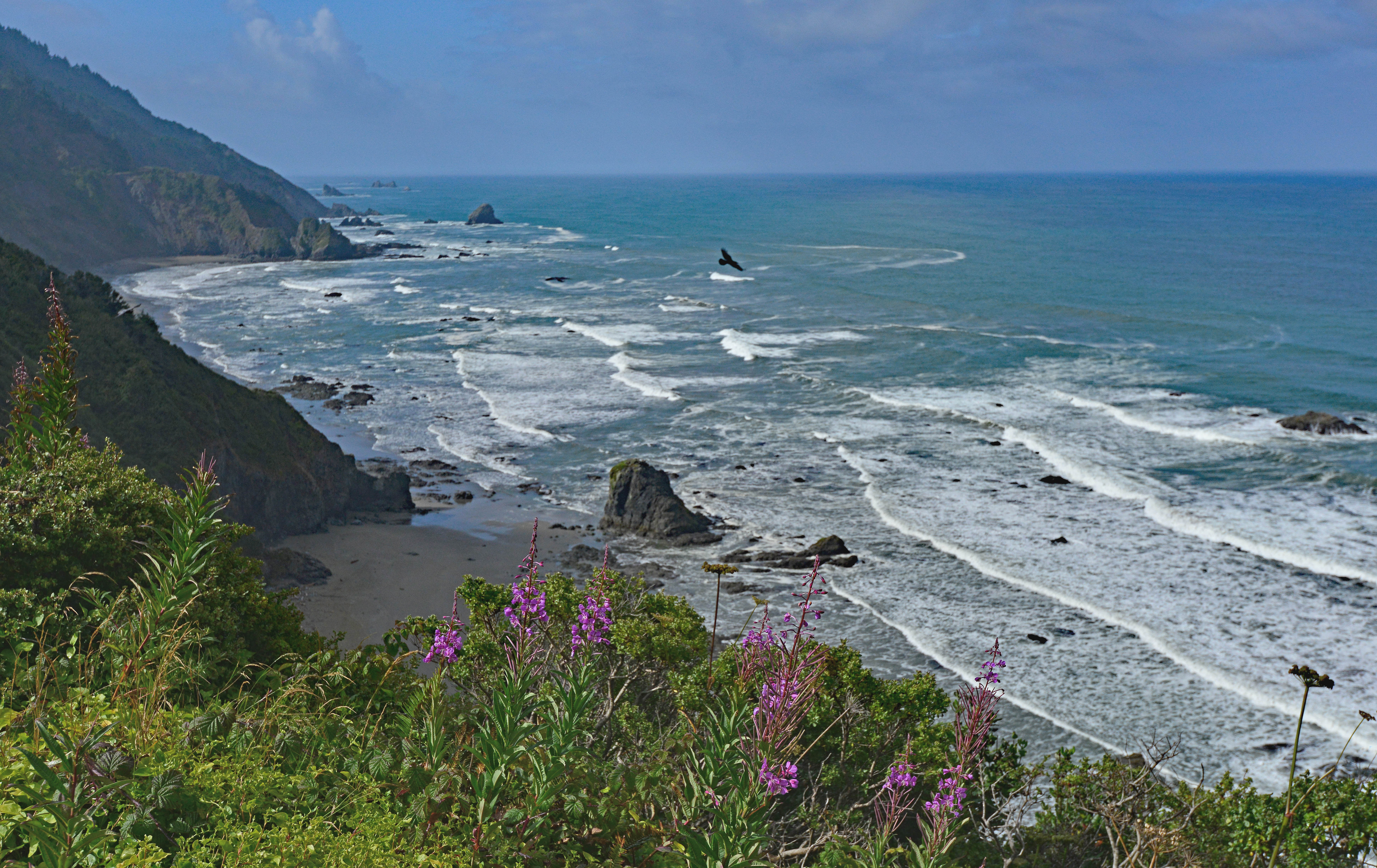 Coastal cliffs plunge to a green-blue ocean. Pink wildflowers are in the foreground.
