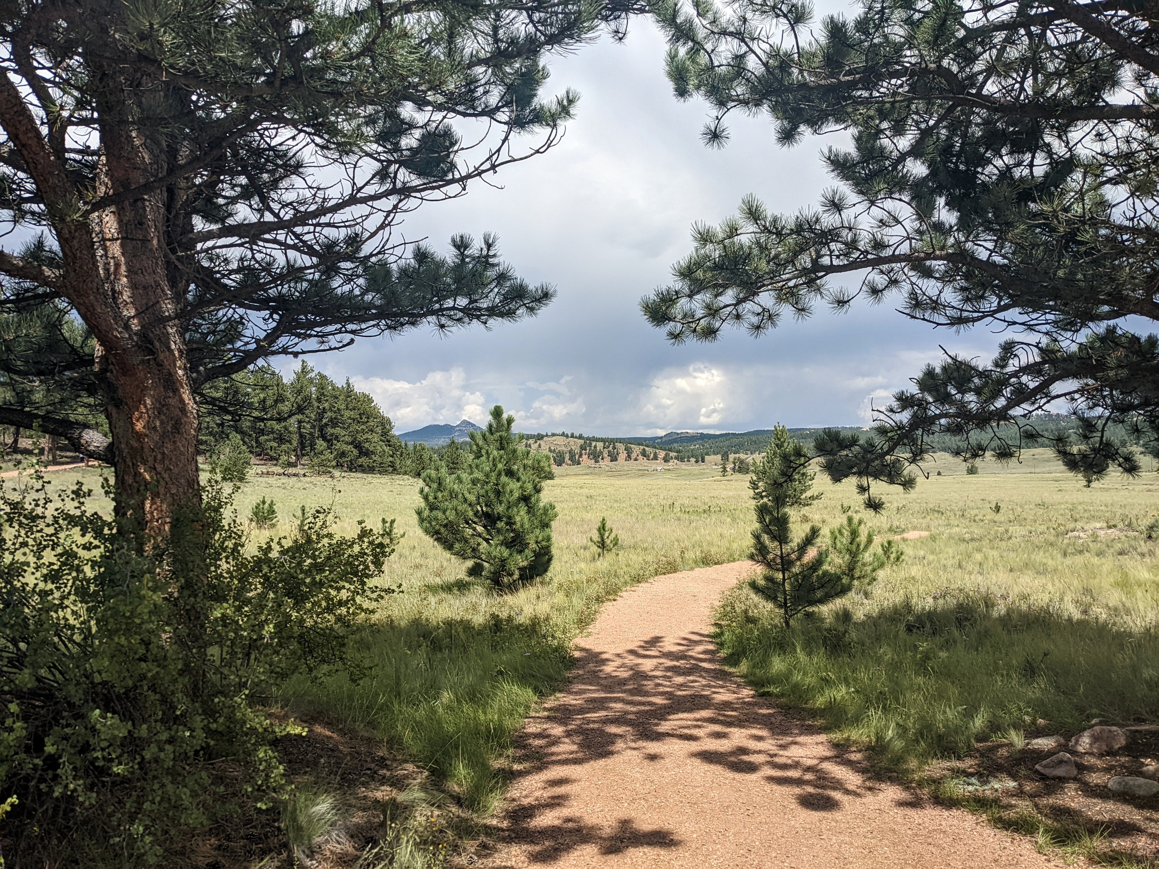 a gravel trail cuts between two pine trees into a grassy meadow