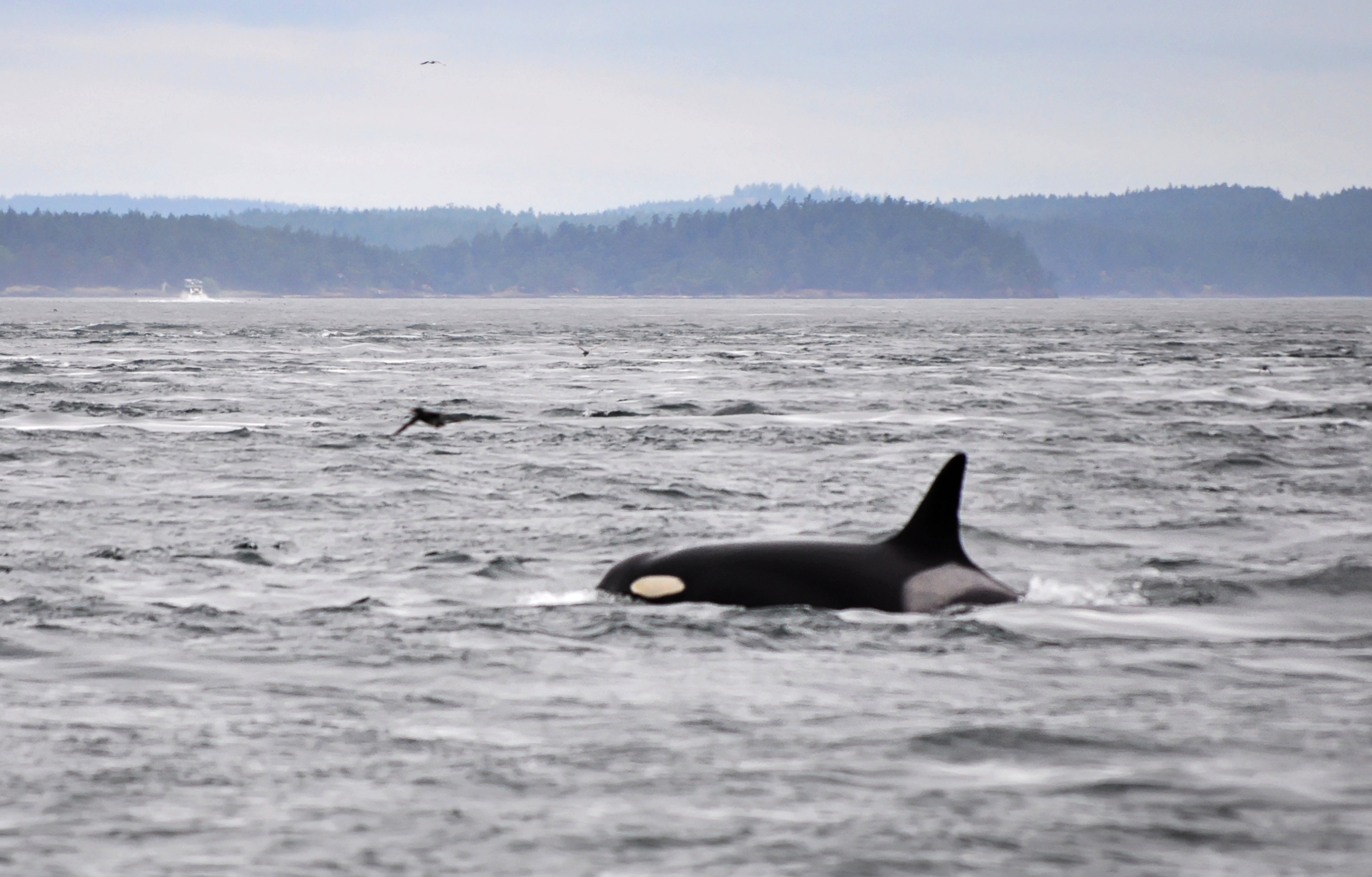 an orca whale sticks their front half out of the grey water