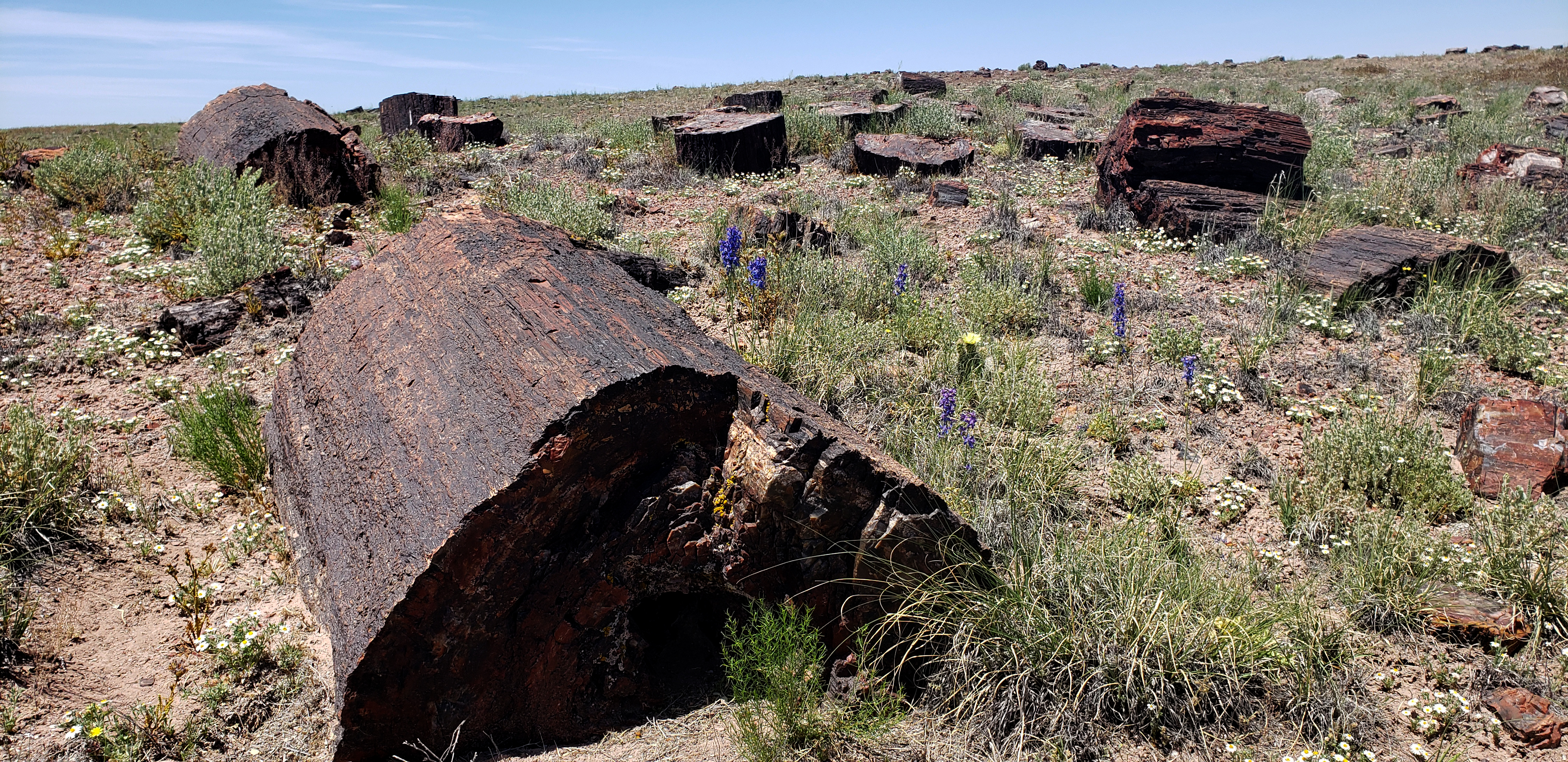 A grassy hill with large pieces of petrified wood, blue sky above.