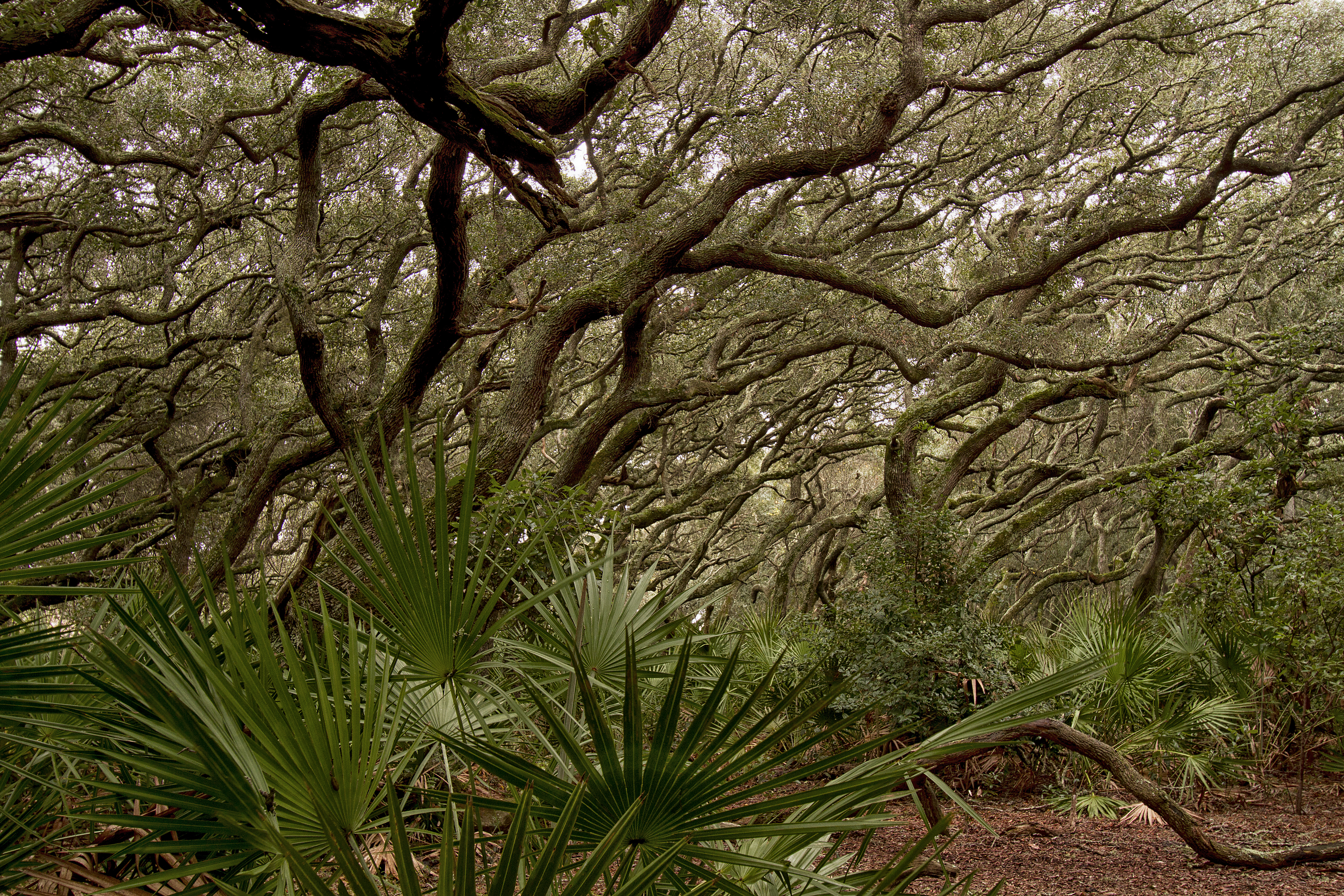 Crooked branches fill the tree canopy with palmettos in the understory alongside a leaf covered path