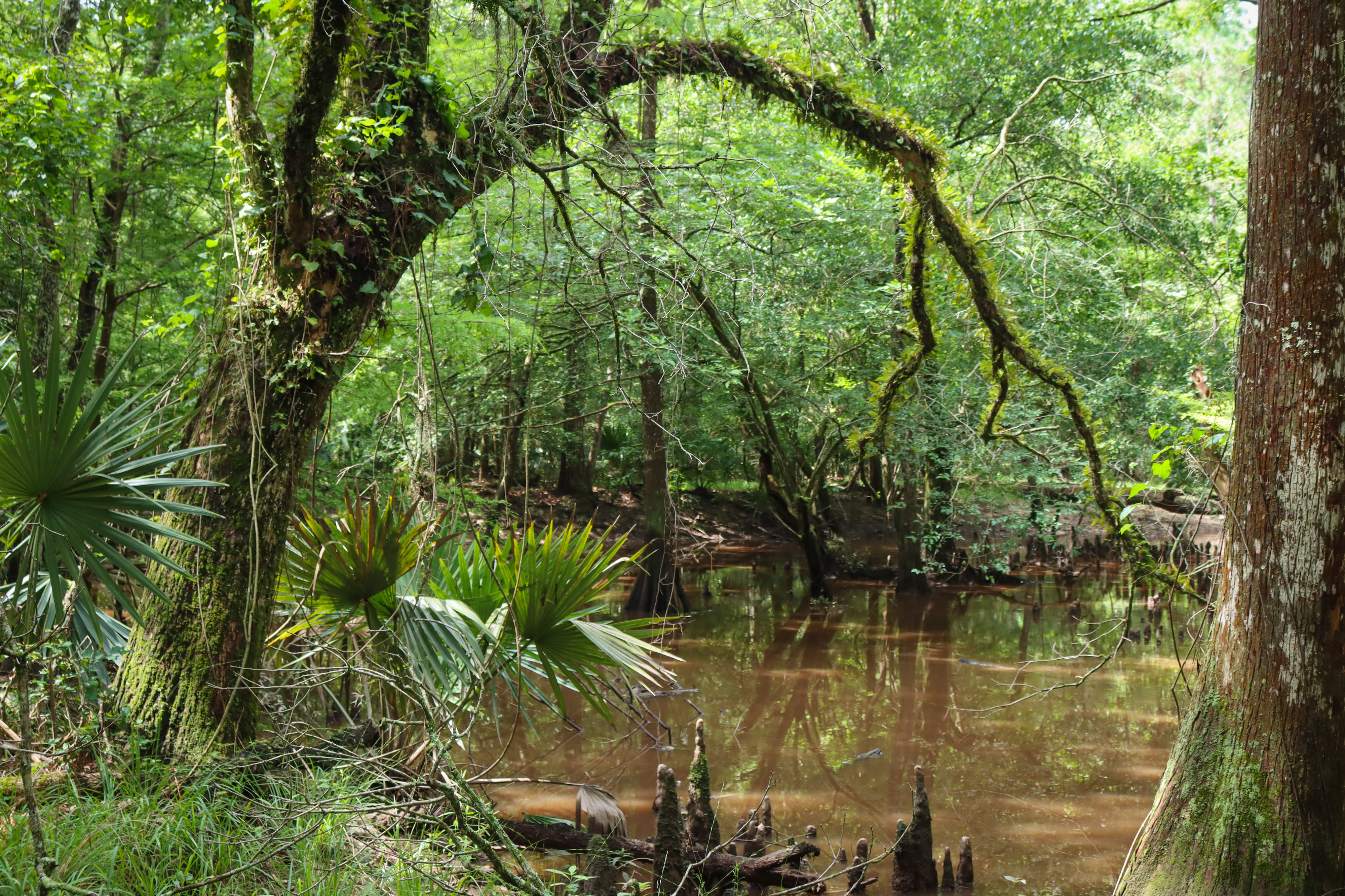 An old tree covered in moss arching over a calm waterway alongside palmettos and jungle-like plants.