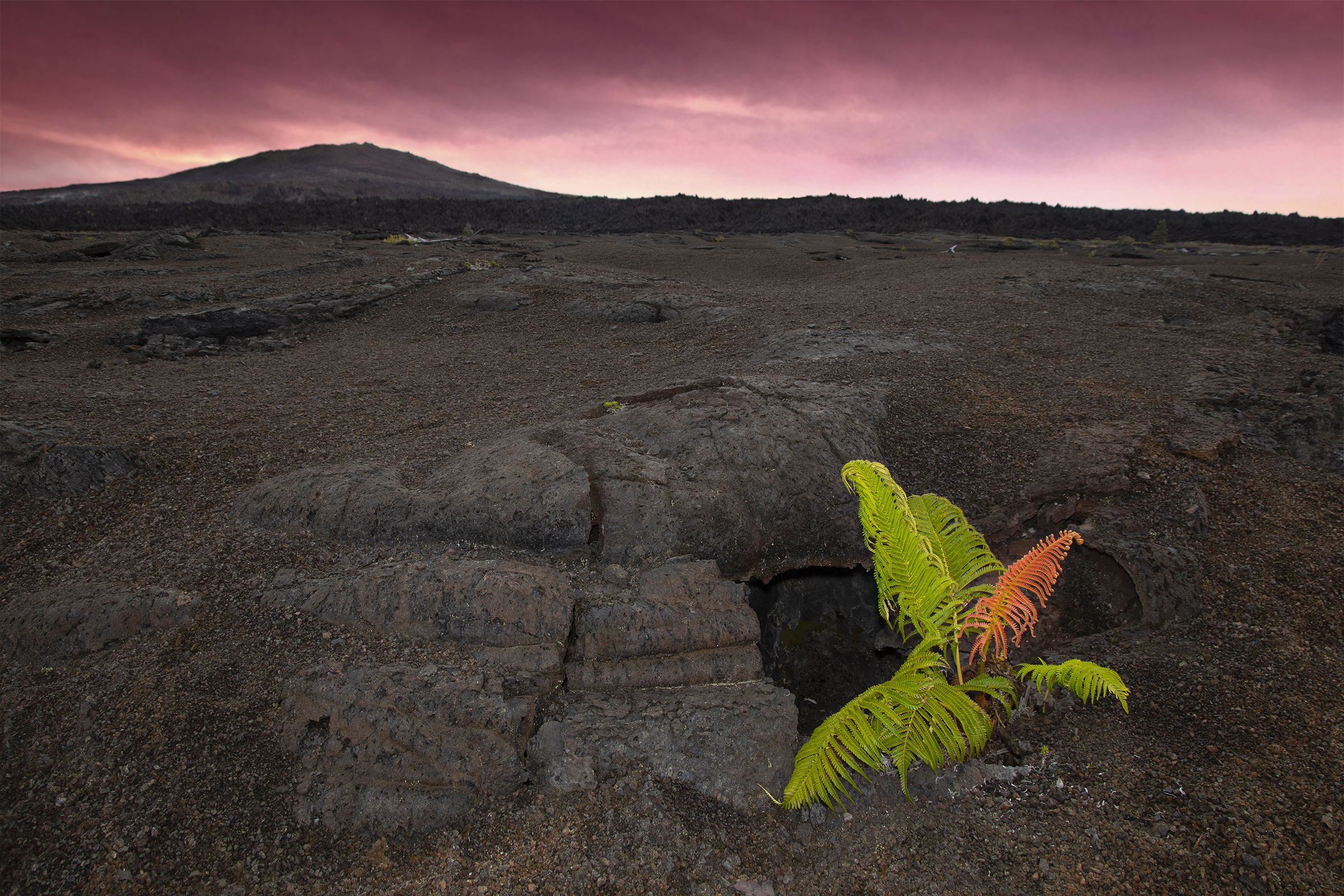 Barren volcano sits in a distance. Red and green fern grows in one of its cracks.
