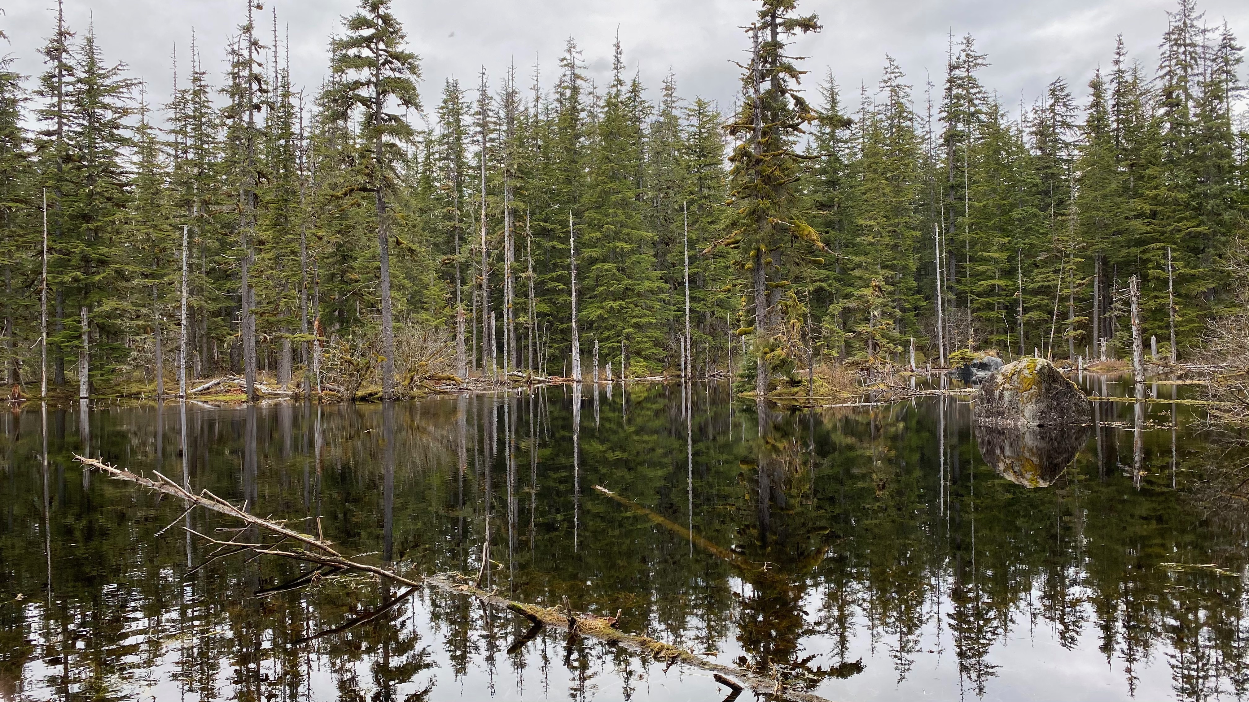 A reflective pond with dense, marshy forest edge.
