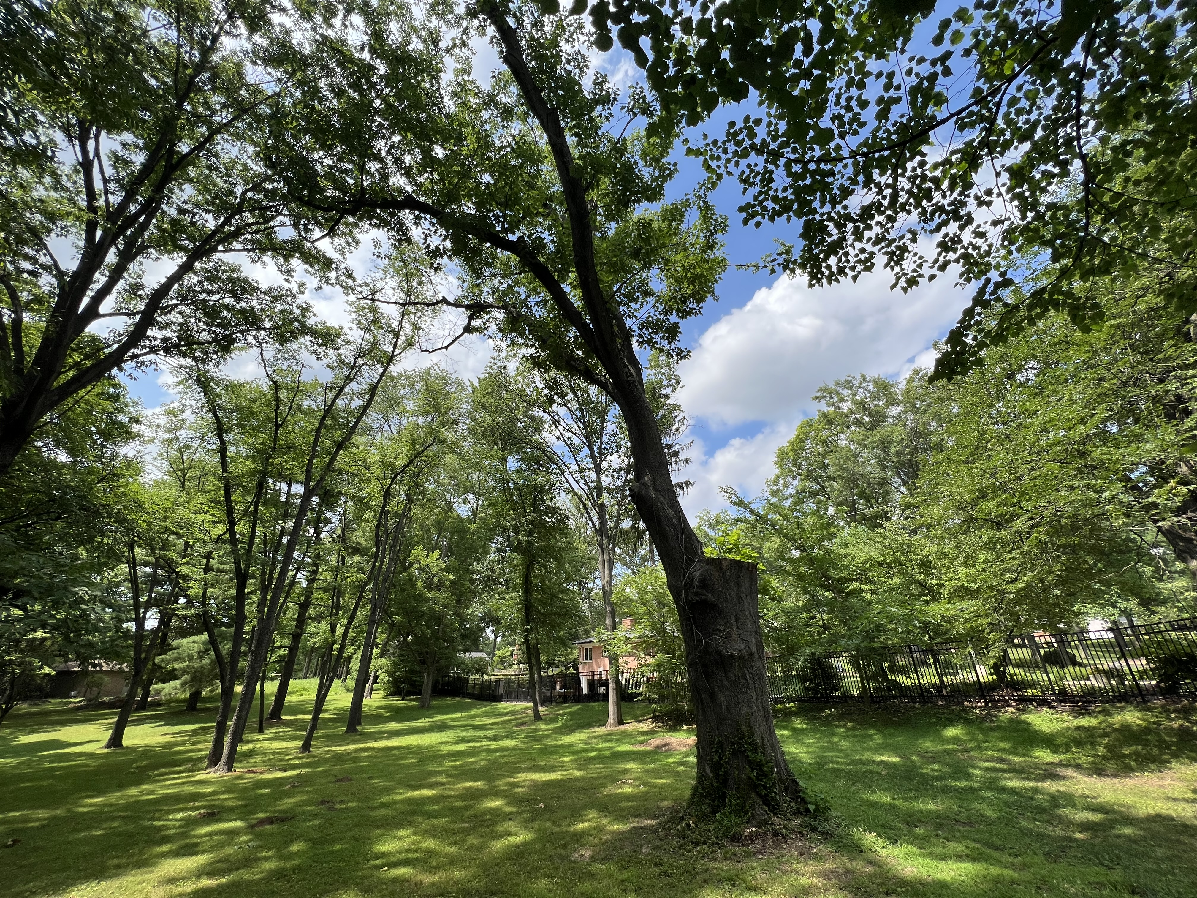Large oak tree surrounded by trees and grass on a park ground.