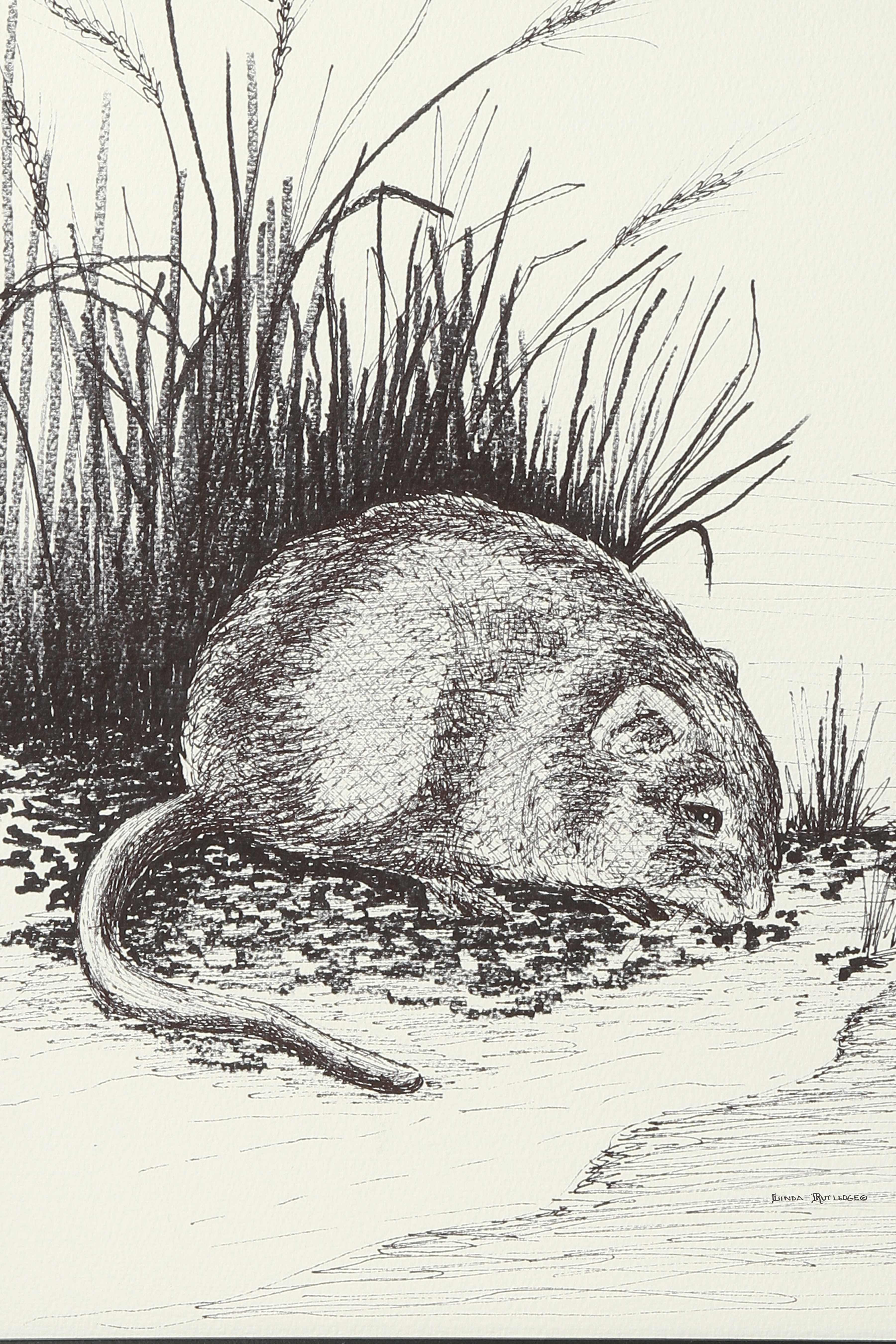 Muskrat by River