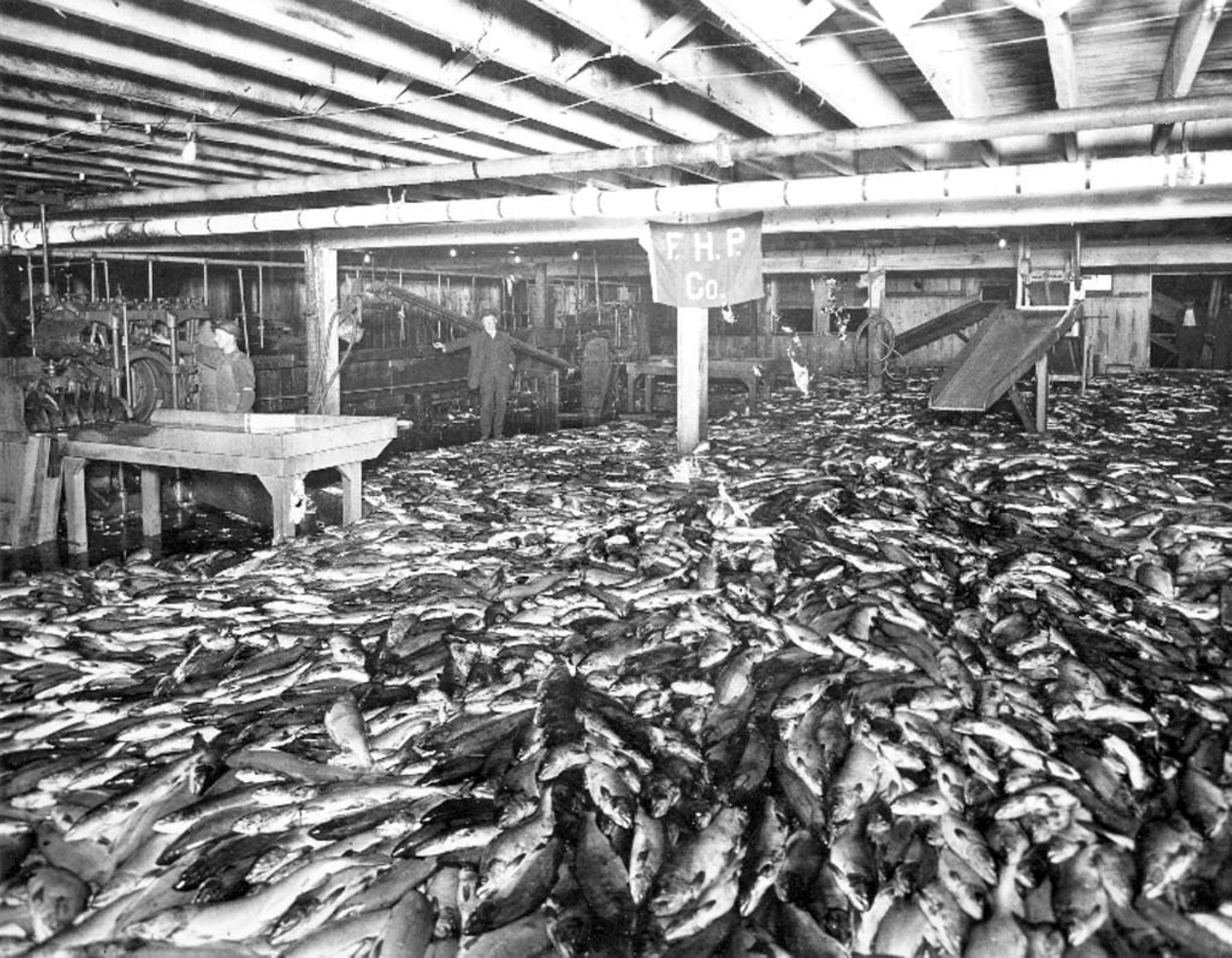 Black and white photograph of an industrial floor filled to overflowing with salmon