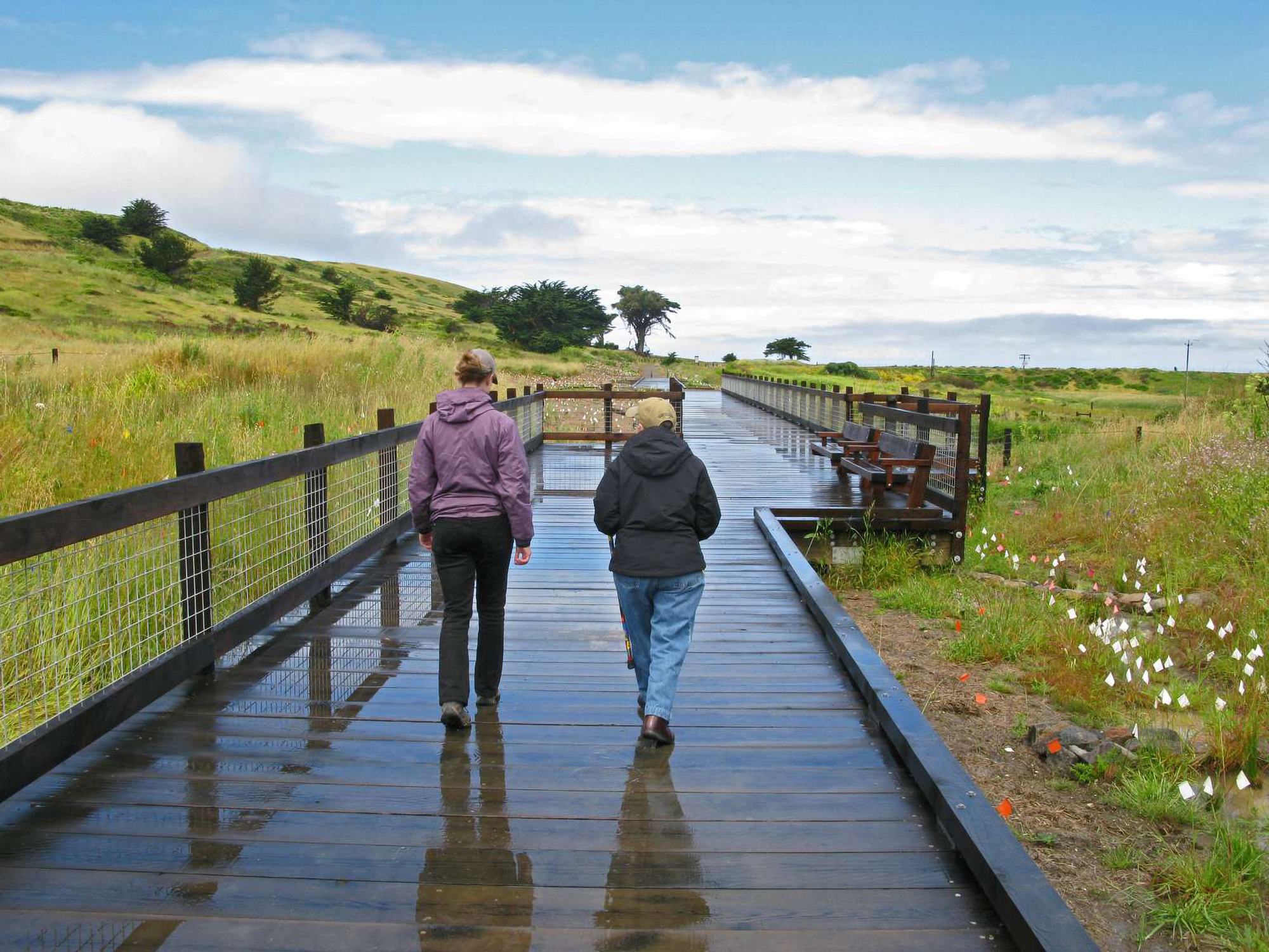 Two visitors walking along a wet boardwalk in Mori Point