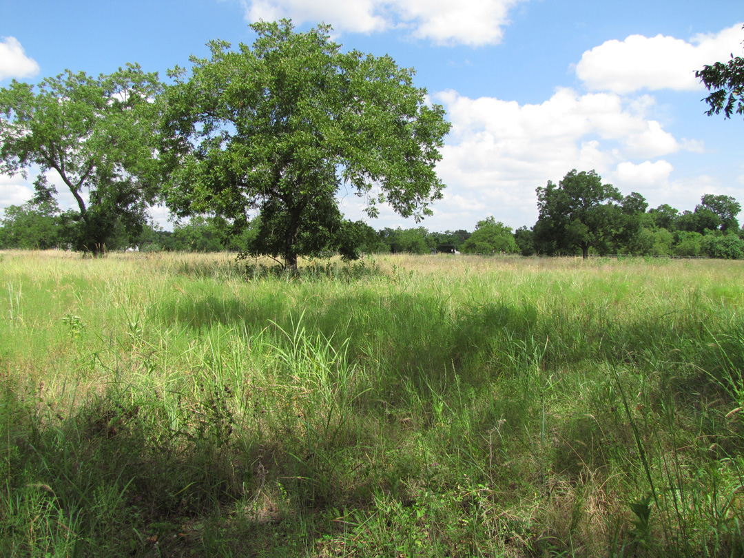 Scattered trees in an open field of tall grass. It is a sunny day with a bright, blue sky.