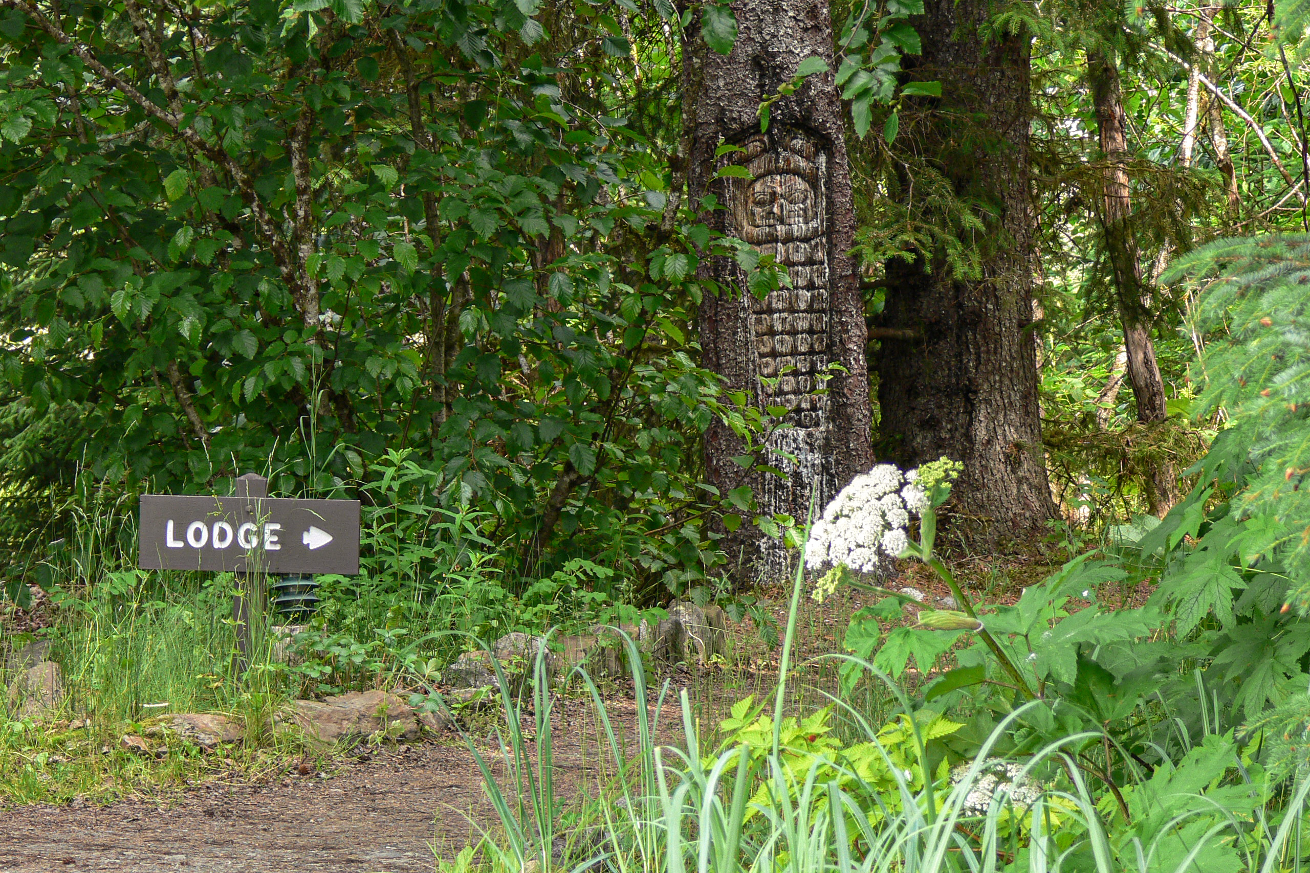 A sign points to the lodge next to a gravel path. A culturally modified tree depicts an octopus