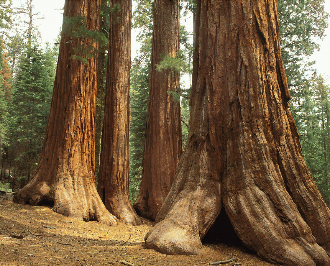 Four warm-colored giant sequoia trees stand next to each other.