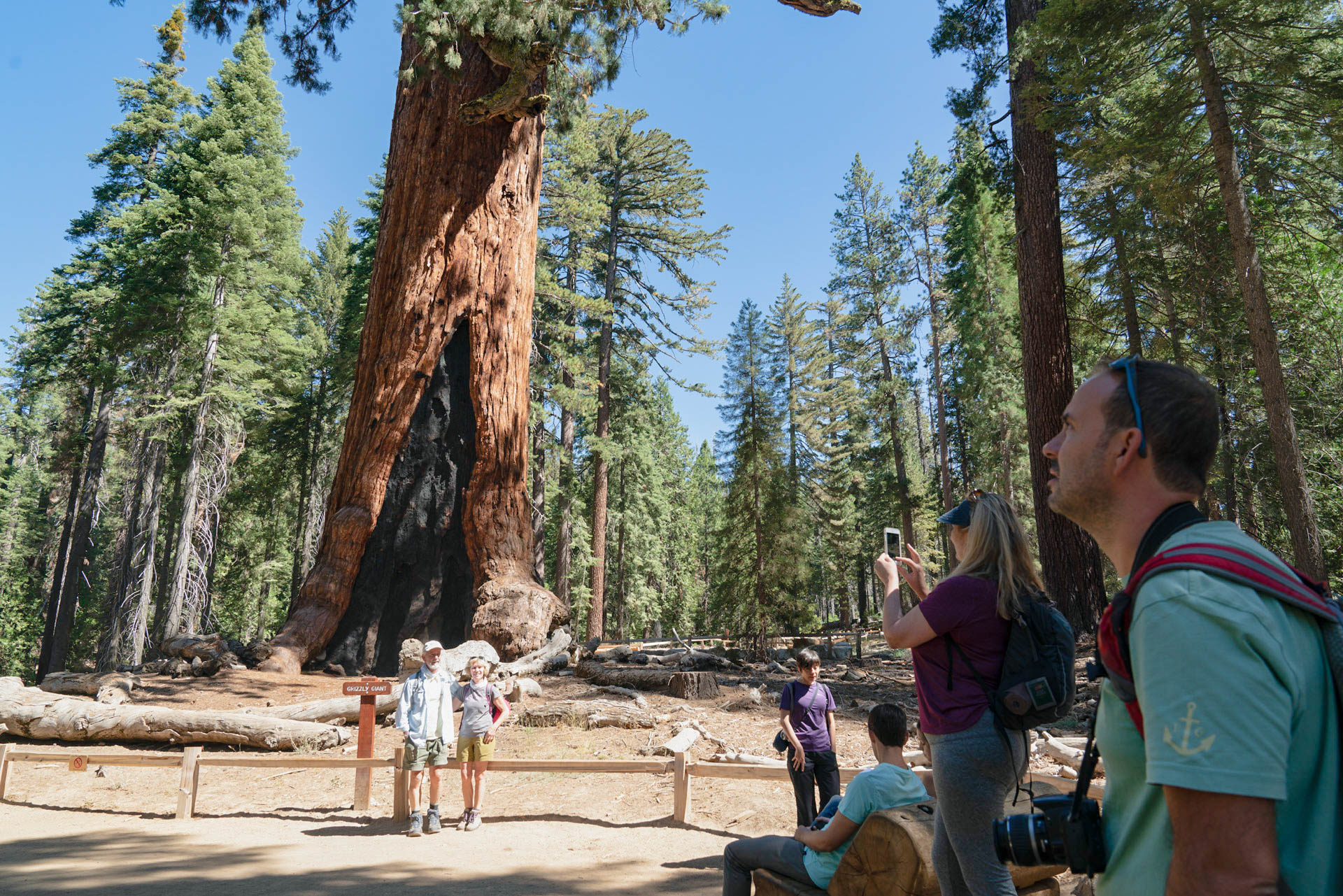 People look up at the largest giant sequoia in the park, which is behind a wooden fence.