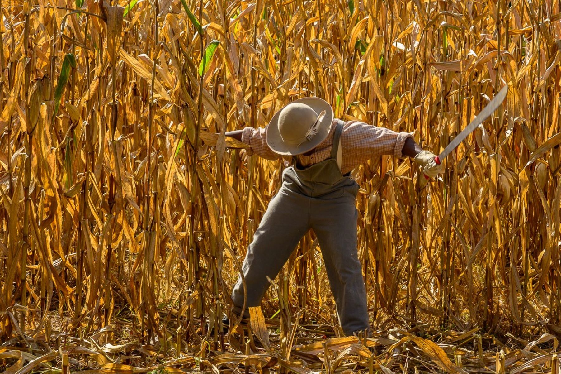 A living historian shucking corn.