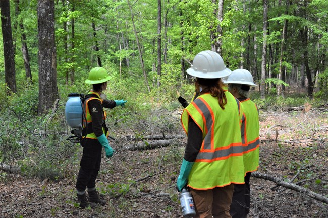 Field crew wearing PPE and backpack sprayers surrounded by plant understory