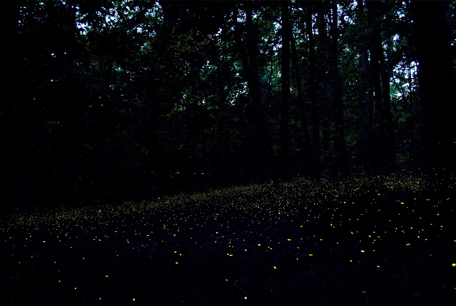 Fireflies Congaree National Park U S National Park Service