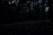 Fireflies Congaree National Park U S National Park Service Fireflies Congaree National Park U S National Park Service