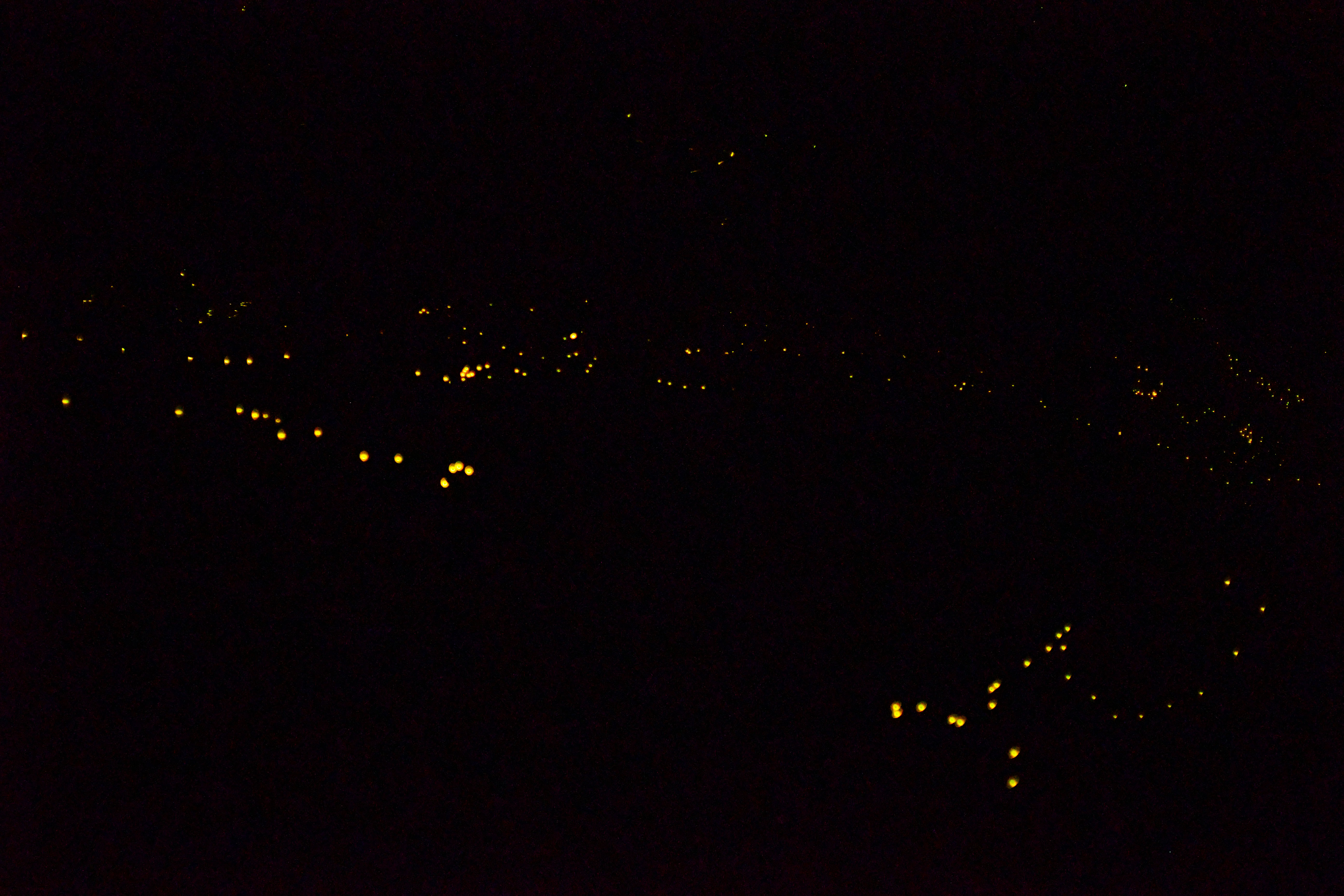 Fireflies light up the forest.