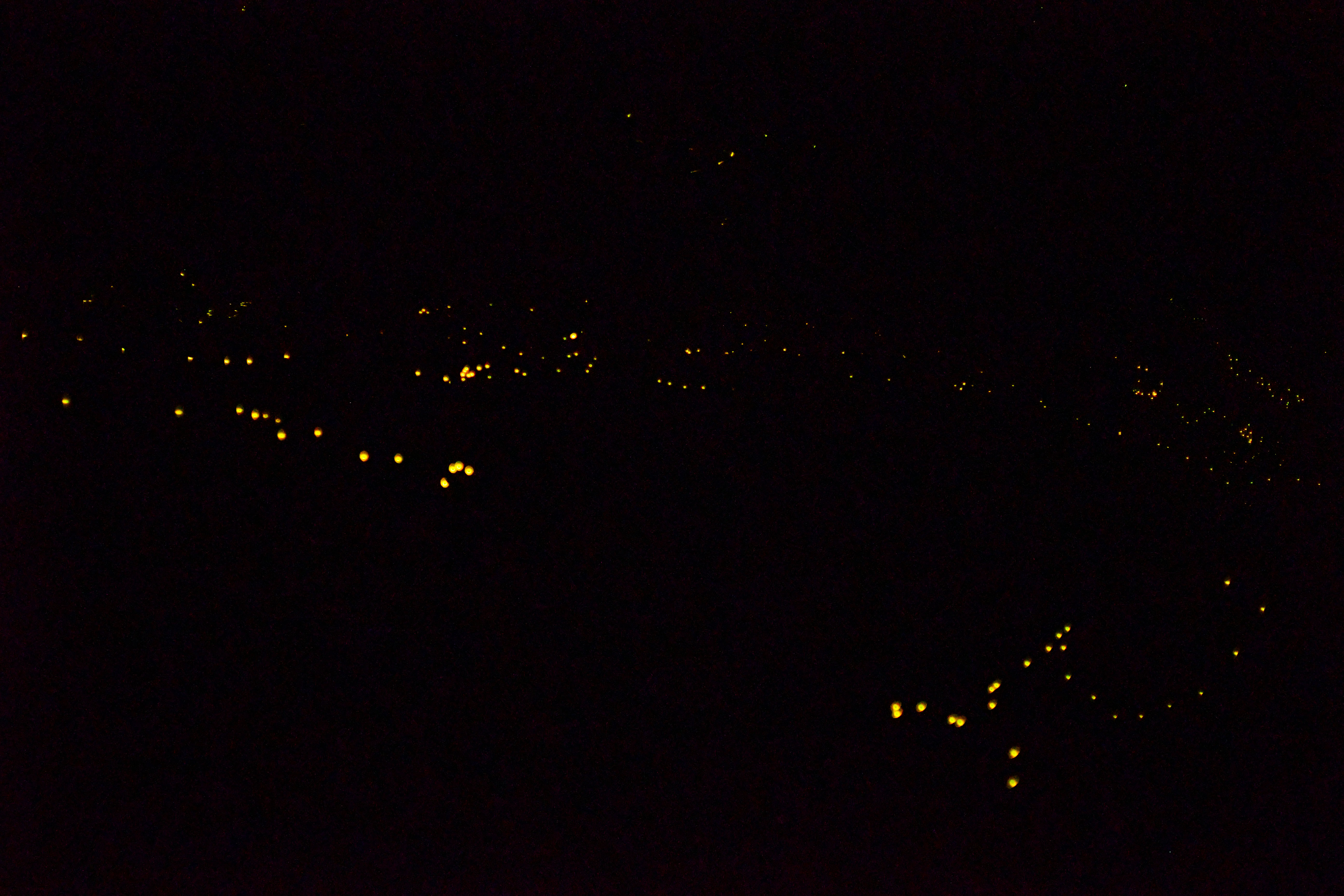 Fireflies light up the forest. Fireflies light up the forest.