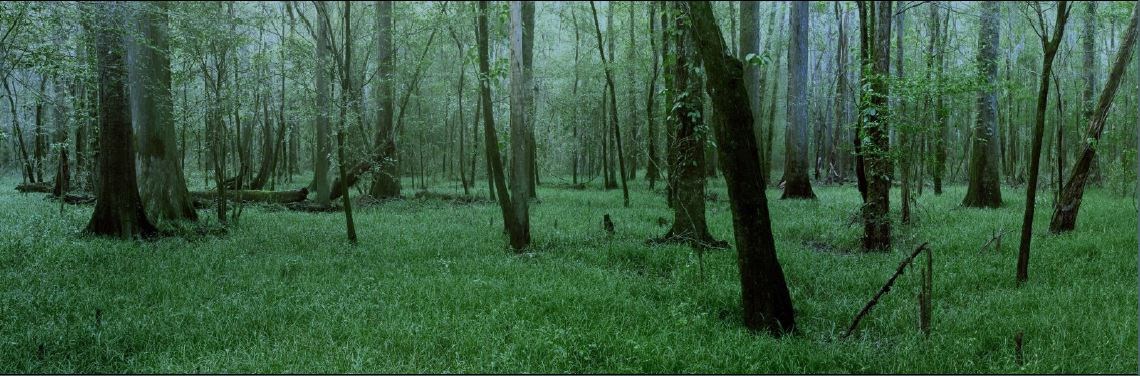Image of the floodplain forest of Congaree