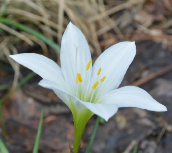 Close up photo of a flower with six petals