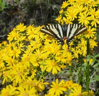 Clusters of small flowers growing from tall stems. A butterfly is perched on some of the flowers.