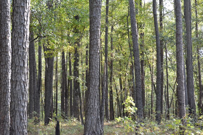 Upland pine forest