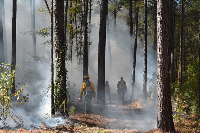 Firefighters stand in smoky pine forest