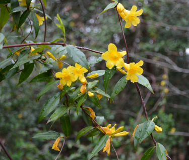 Small, bright flowers growing from a twining vine.