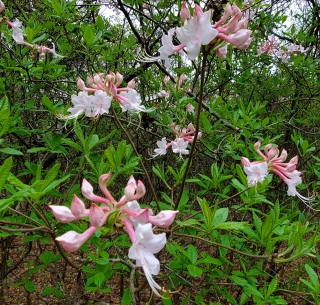 A flower bush in a forest, the flowers growing in clusters.