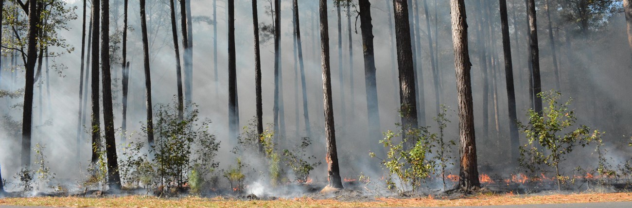 Smoke from controlled burn in a pine forest