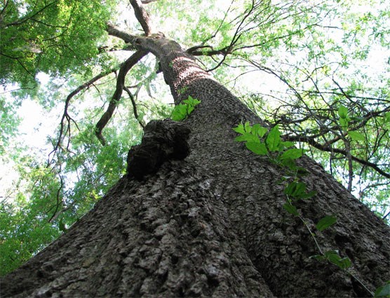 big tree - view looking up from ground