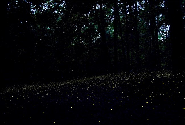 Synchronous fireflies at night