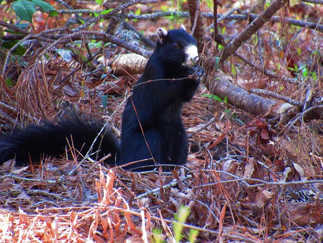 Fox squirrel