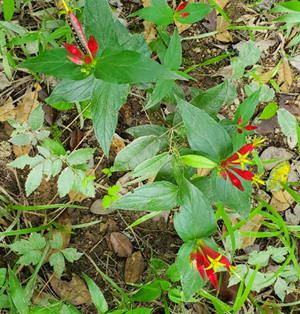 Small flowers growing near the ground, surrounded by large leaves. On one leaf, a caterpillar rests.