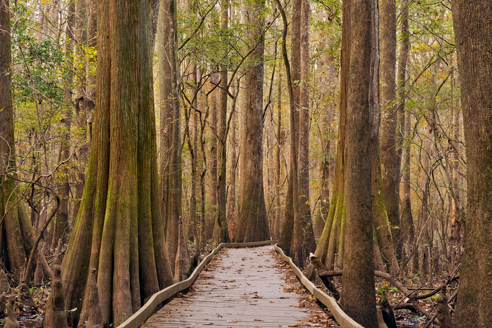 Boardwalk trail travelling between cypress trees in the autumn months Photo of the boardwalk trail travelling between cypress trees in the autumn months