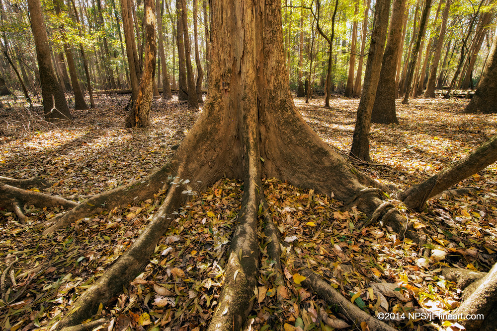 Tree base in Fall