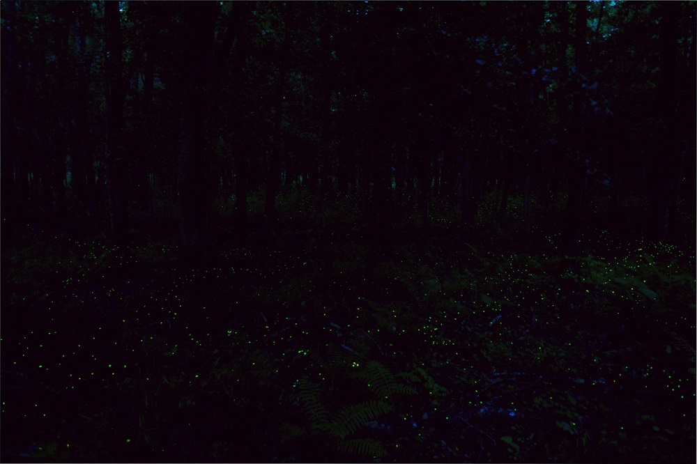 Dark forest with multiple glowing fireflies along the ground among undergrowth