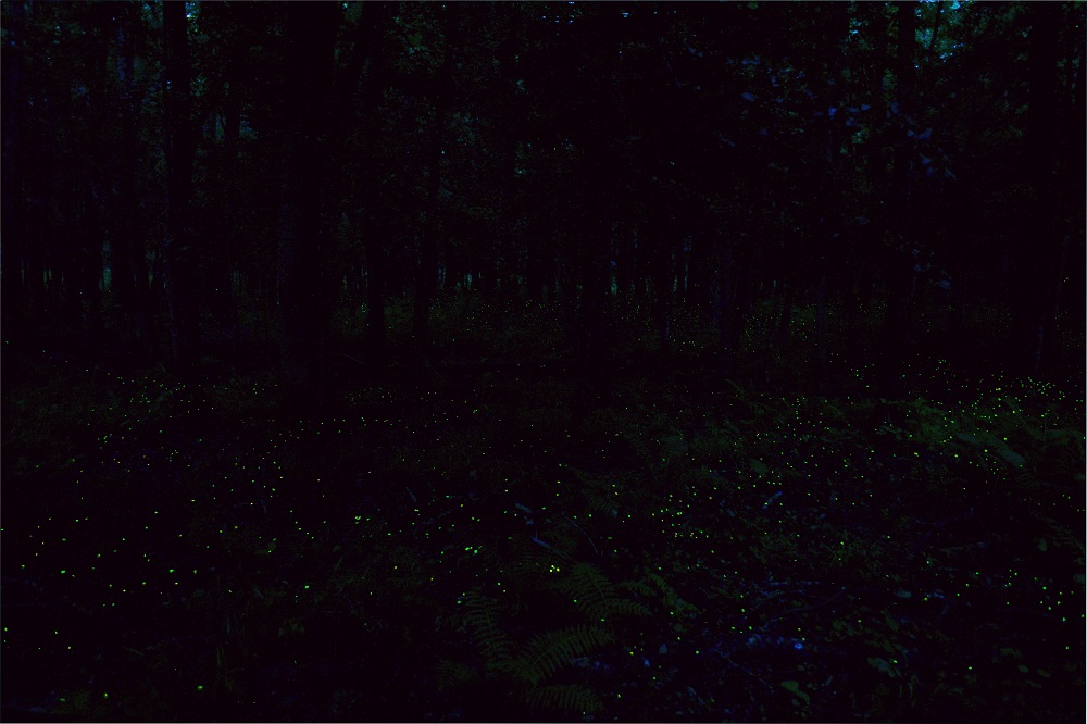 Green and yellow light of synchronous fireflies flash near the forest floor in a dark forest scene