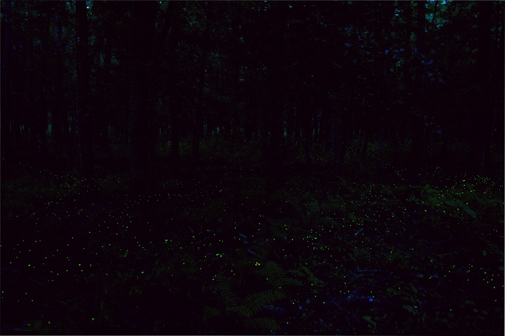 Synchronous fireflies flash in a dark forest scene Green and yellow light of synchronous fireflies flash near the forest floor in a dark forest scene