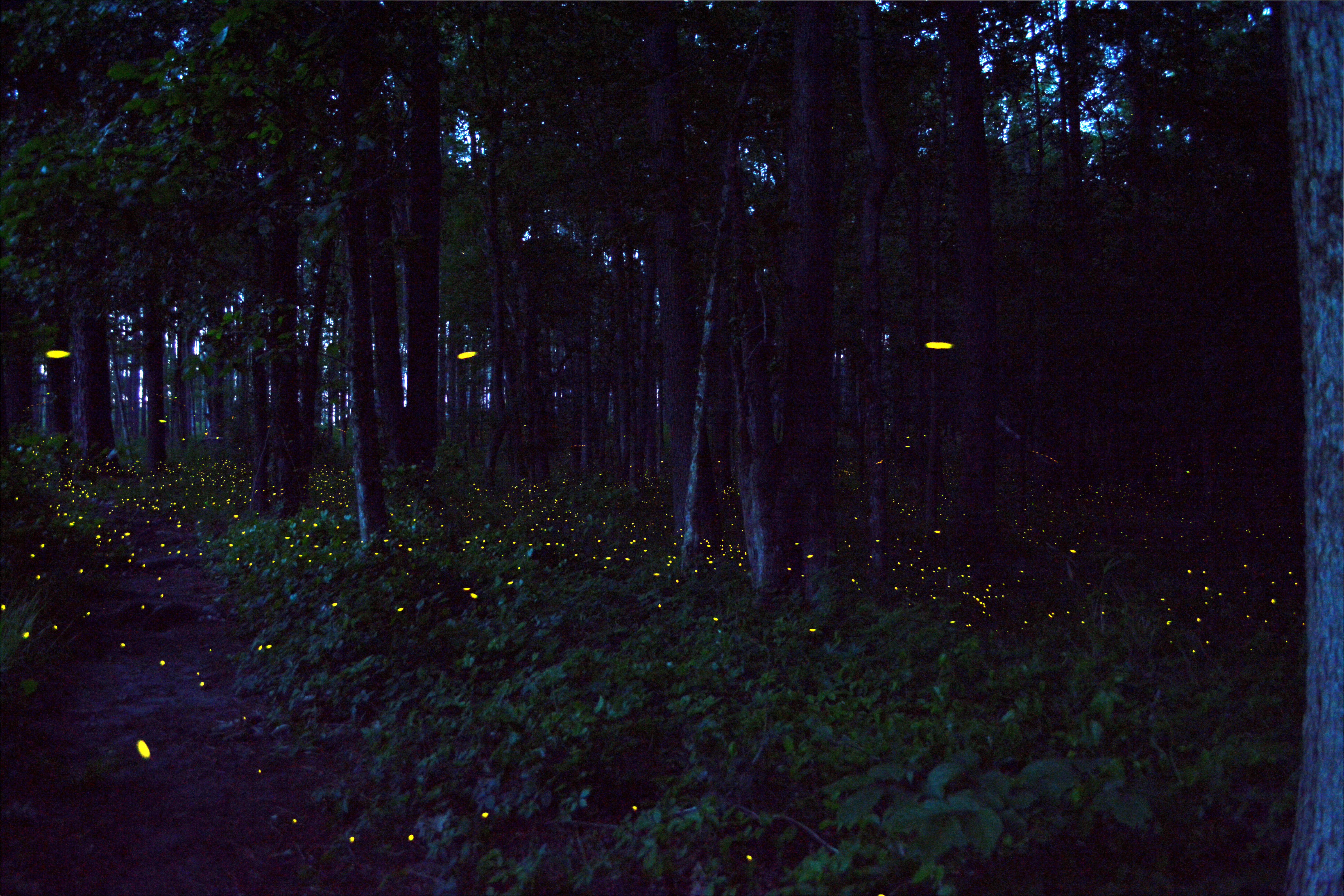 Fireflies along the Firefly Trail